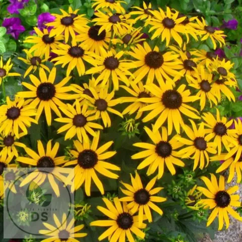 Rudbeckia fulg. 'Little Gold Star'
