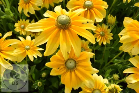 Rudbeckia hirta 'Prairie Sun'