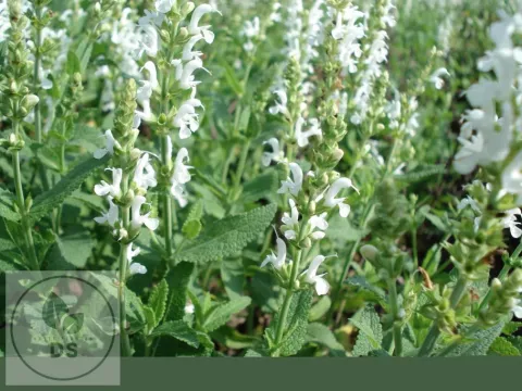 Salvia nem. 'Alba' (=Adrian)