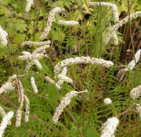 Sanguisorba tenuif. var. 'Alba'