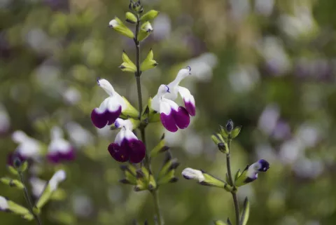 Salvia greggii 'Amethyst Lips'