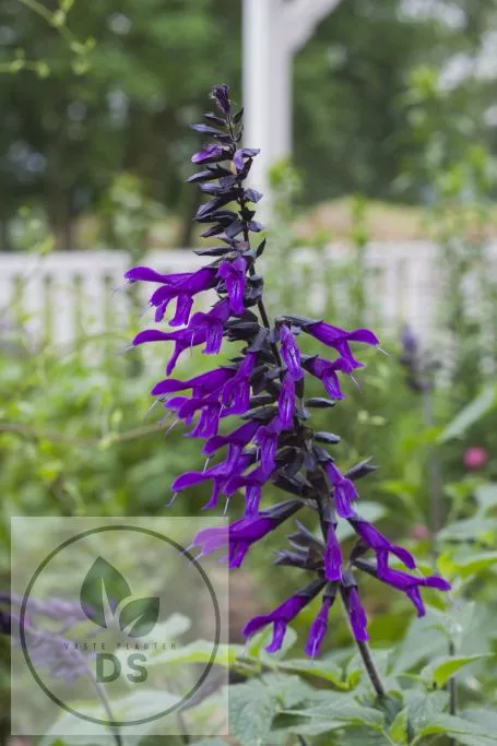 Salvia hybr. 'Amistad'