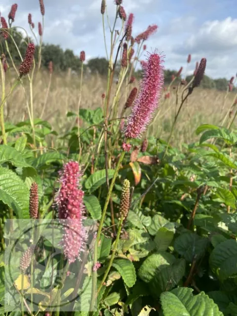 Sanguisorba 'Blackthorn'