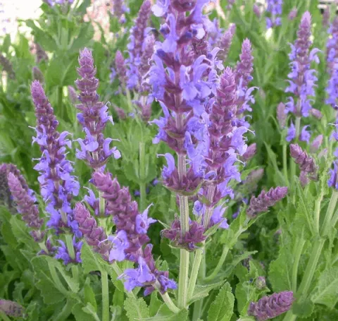 Salvia nem. 'Blauhuegel'