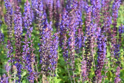 Salvia nem. 'Blaukoenigin'