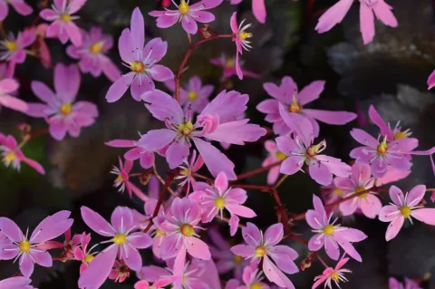 Saxifraga cortusifolia 'Black Ruby'