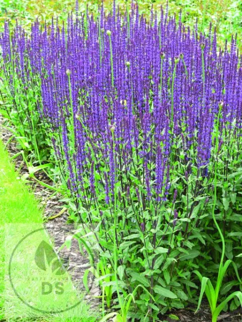 Salvia nem. 'Caradonna'