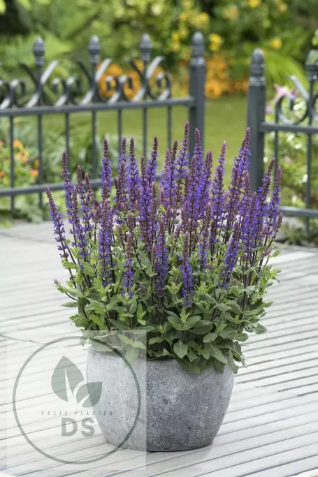 Salvia nem. 'Caradonna Compact'