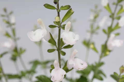 Salvia microphylla 'Gletsjer'