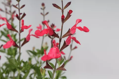 Salvia greggii 'Lipstick'