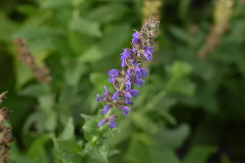 Salvia nem. 'Lubeca'