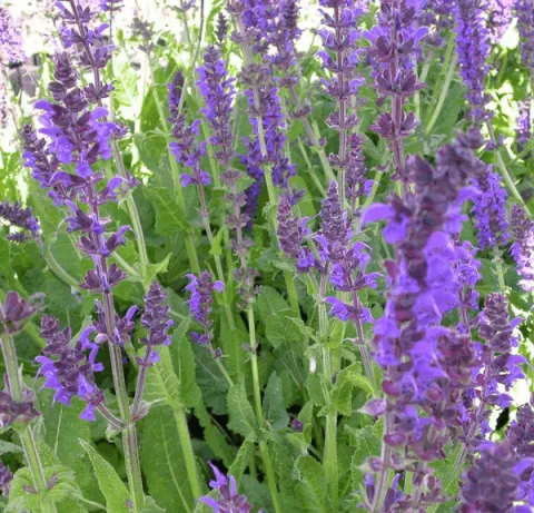 Salvia nem. 'Mainacht'