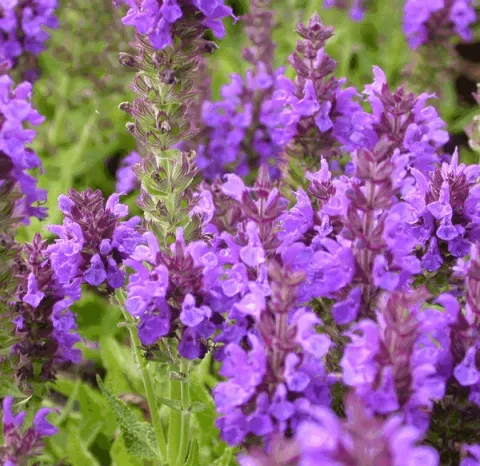 Salvia nem. 'Marcus'