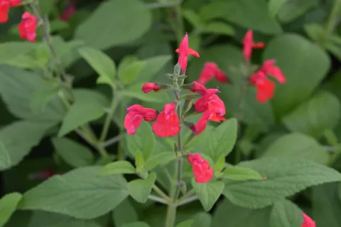 Salvia microphylla