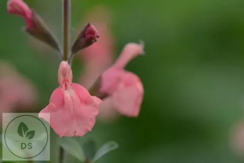 Salvia microphylla 'Papajan'