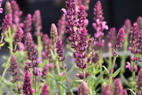 Salvia nem. 'Pink Friesland'