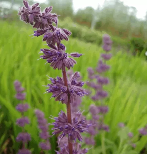 Salvia verticillata 'Purple Rain'