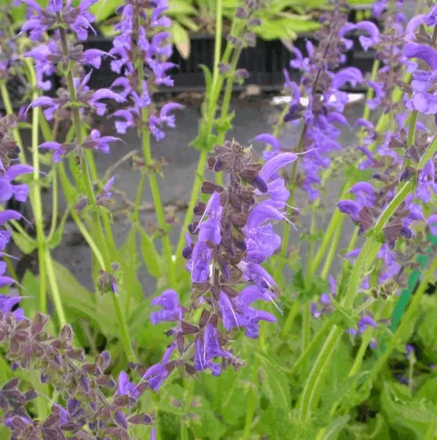 Salvia pratensis