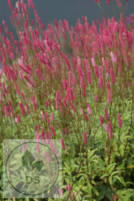 Sanguisorba officinalis 'Pink Tanna'