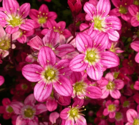 Saxifraga (A) 'Purperteppich'