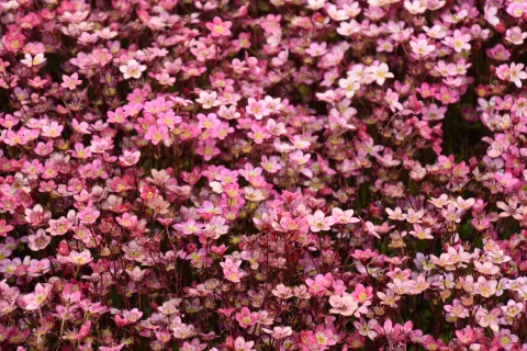 Saxifraga (A) 'Purperteppich'