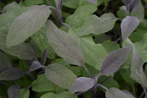 Salvia off. 'Purpurascens'
