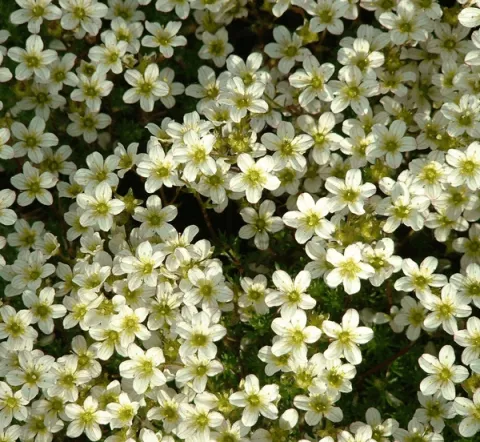 Saxifraga (K) 'Pixie' wit