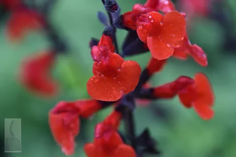 Salvia microphylla 'Royal Bumble'