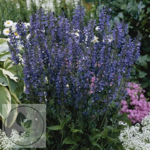 Salvia sylvestris 'Rhapsody in Blue'