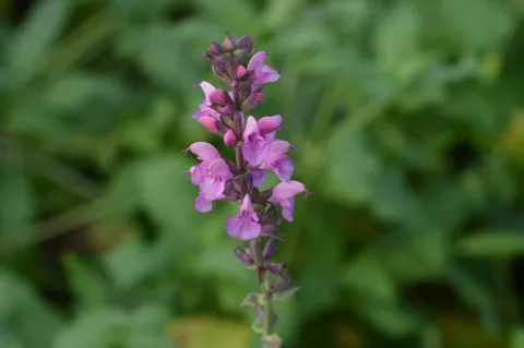 Salvia nem. 'Rose Queen'
