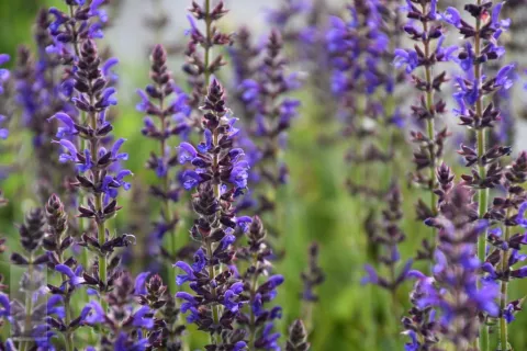 Salvia nem. 'Rügen'