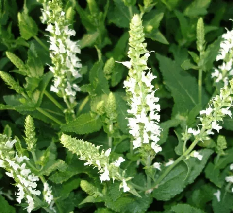 Salvia nem. 'Schneehügel'