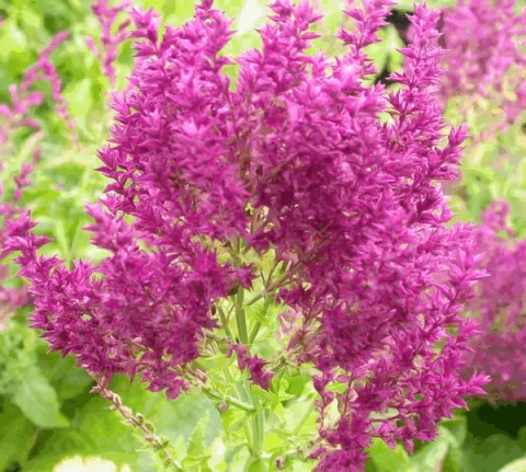 Salvia nem. 'Schwellenburg'