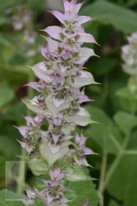 Salvia sclarea