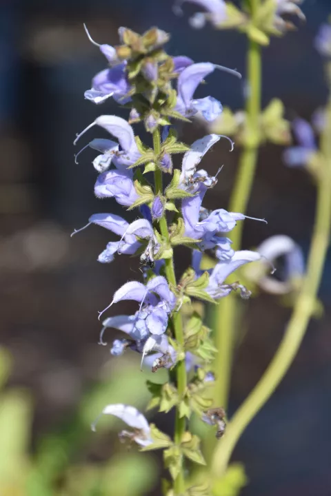 Salvia prat. 'Sky Dance'