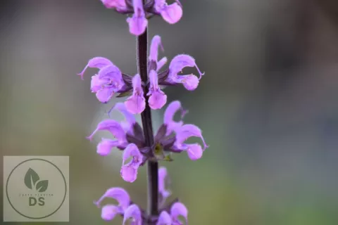 Salvia sylvestris 'Serenade'