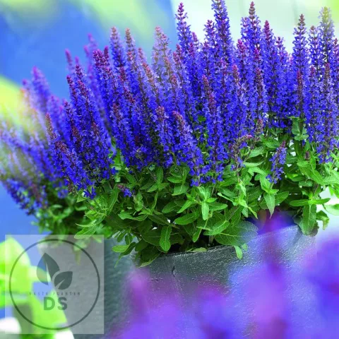 Salvia nem. 'Sensation Medium Deep Blue'