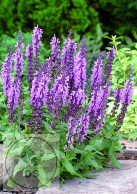Salvia nem. 'Sensation Medium Pink'