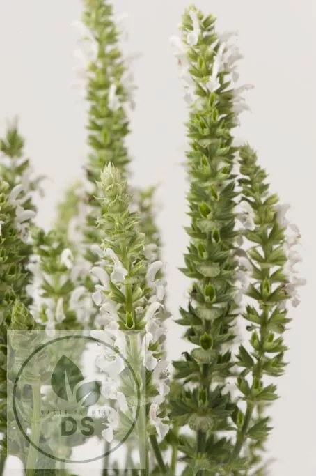 Salvia nem. 'Sensation Medium White'