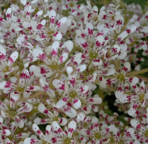 Saxifraga cot. 'Southside Seedling'