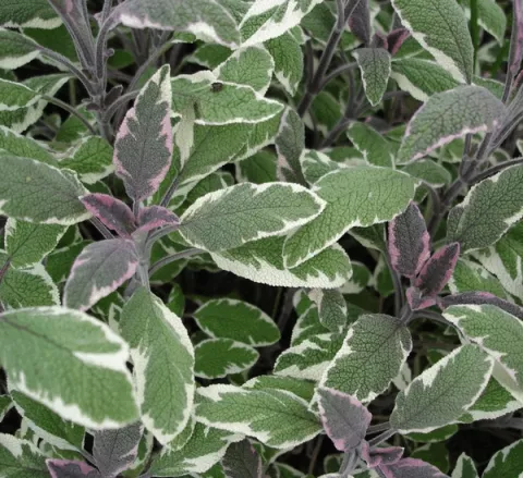 Salvia off. 'Tricolor'