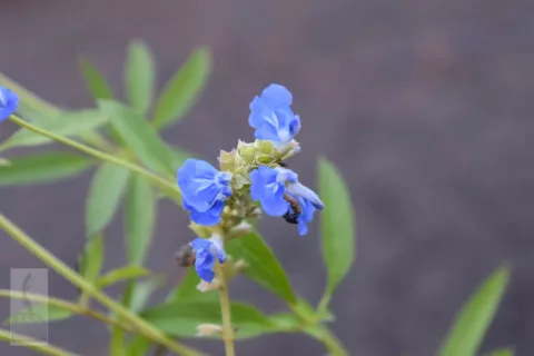 Salvia uliginosa