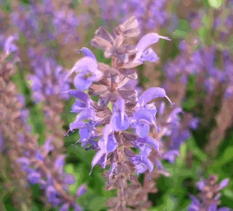 Salvia nem. 'Viola Klose'