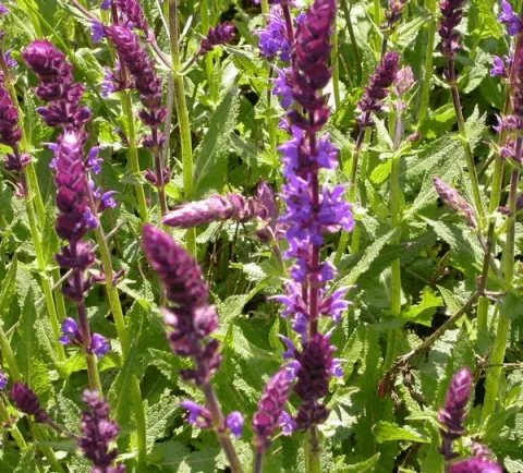 Salvia nem. 'Wesuwe'