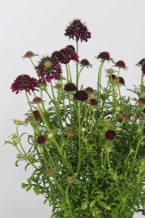 Scabiosa hybr. 'Barocca'