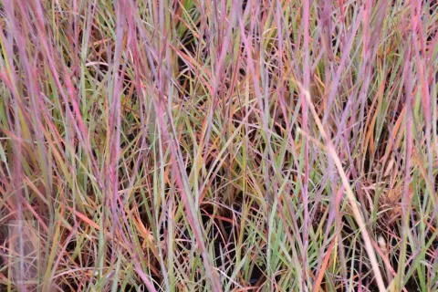 Schizachyrium scoparium 'Blue Heaven'