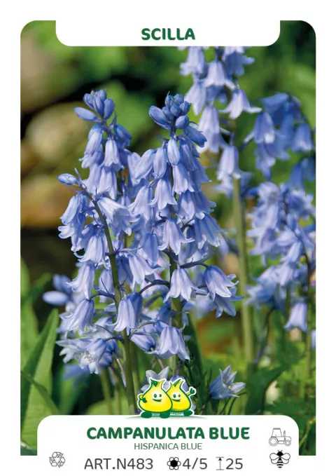 Scilla campanulata 'Blue'