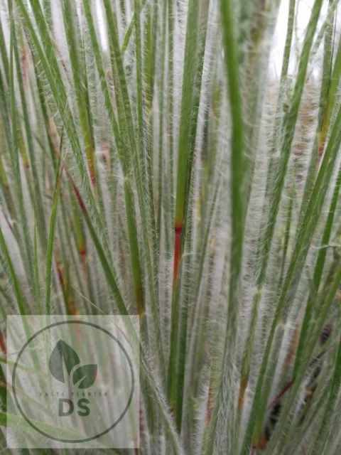 Schizachyrium scoparium 'Ha Ha Tonka' PBR