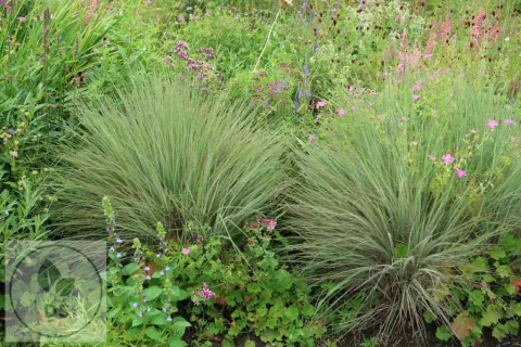 Schizachyrium scoparium 'Ha Ha Tonka' PBR