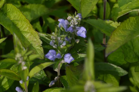 Scutellaria incana